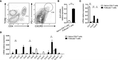 TFR Cells Express Functional CCR6 But It Is Dispensable for Their Development and Localization During Splenic Humoral Immune Responses